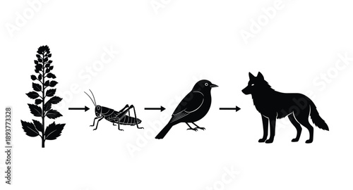Biological food chain diagram showing energy flow from plant to grasshopper to bird to wolf black and white vector