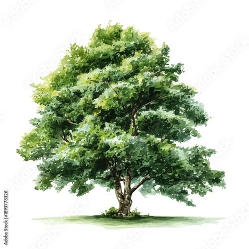Watercolor painting of Beech Tree, detailed and artistic vector illustration on a white background.
