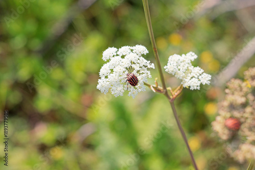 Striped red and black shield bug on a wild flowering plant in a natural meadow environment, close-up view with soft background blur, calm summer scene showing small insect life in the countryside.