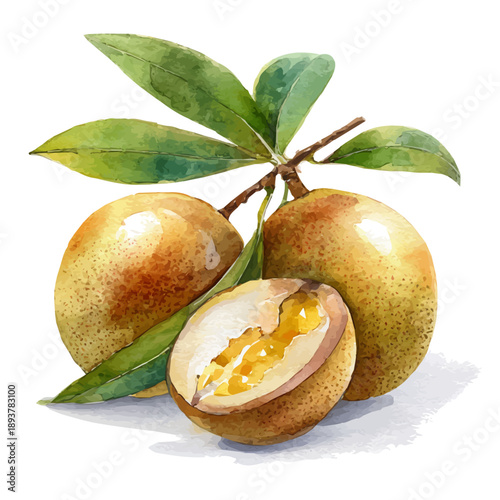 Watercolor painting of Sapodilla, detailed and artistic vector illustration on a white background.