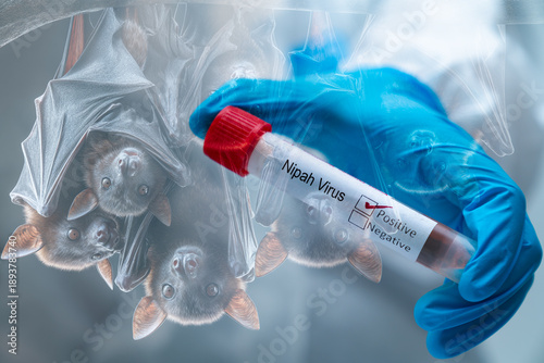 Composite concept of Nipah virus origin showing Pteropus fruit bats as natural reservoir and scientist holding positive test tube. Zoonotic disease outbreak and pandemic risk.