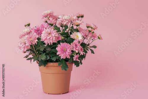 Wallpaper Mural Chrysanthemum chrysanths blossom flower. Torontodigital.ca