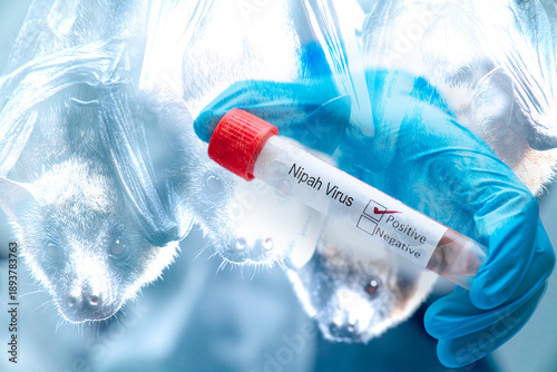 Composite concept of Nipah virus origin showing Pteropus fruit bats as natural reservoir and scientist holding positive test tube. Zoonotic disease outbreak and pandemic risk.
