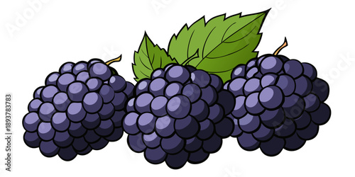 Blackberries isolated on white background fresh collected