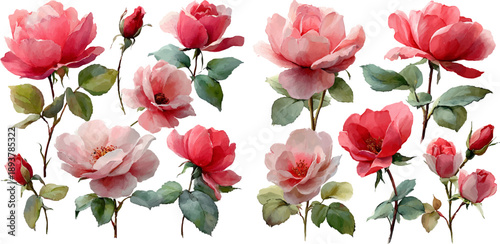 pink flower on white background