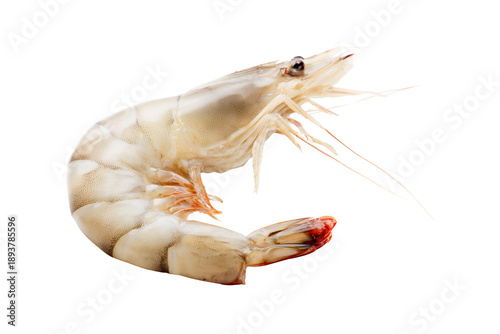 Fresh raw king prawn or tiger shrimp isolated on transparent or white background, png