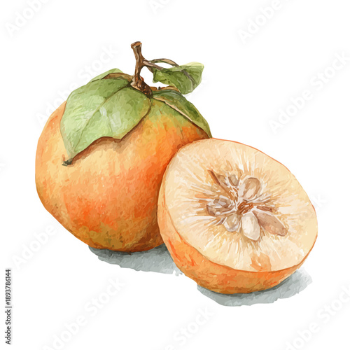 Stylized watercolor Santol vector, modern artistic illustration with high-quality details on a pure white background.