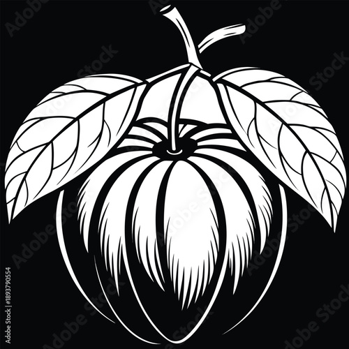 Dillenia Indica (Elephant Apple) Botanical Vector Illustration