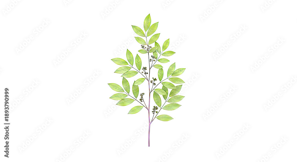 Naklejka premium Green branch with leaves and small berries