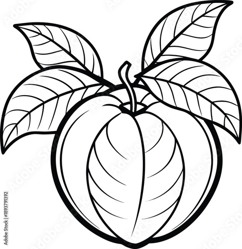 Dillenia Indica (Elephant Apple) Botanical Vector Illustration