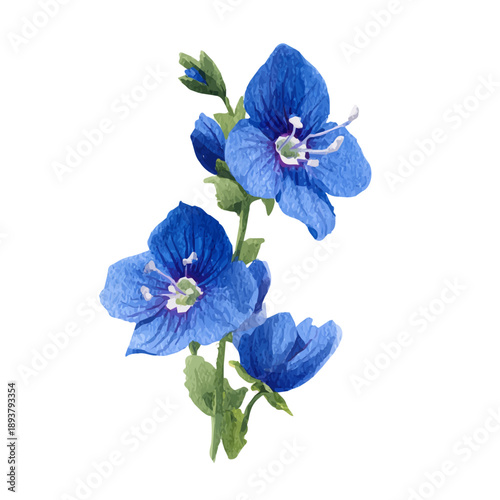 Veronica Flower watercolor vector illustration, high-quality artwork isolated on a pure white background.