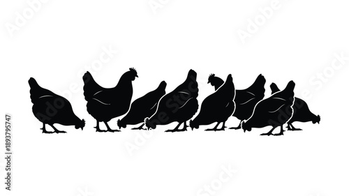 A line of chickens foraging a striking black and white silhouette