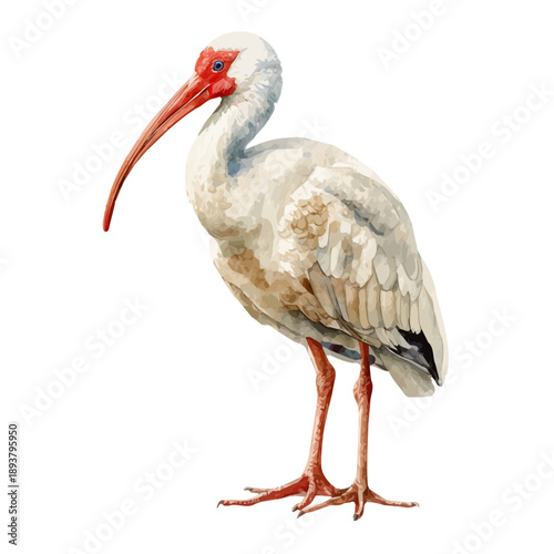Ibis watercolor artwork, high-quality professional vector illustration isolated on a white background.