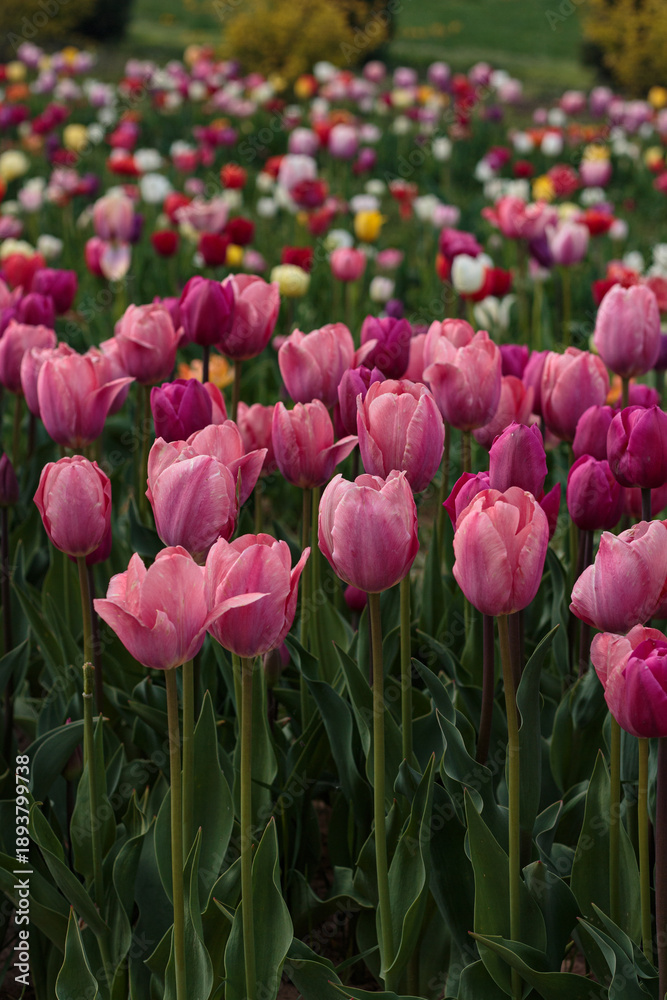 Fototapeta premium A vertical view of a large field of colorful tulips, with pink and purple varieties dominating the foreground.