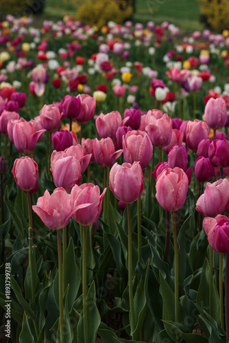 Vászonkép A vertical view of a large field of colorful tulips, with pink and purple varieties dominating the foreground