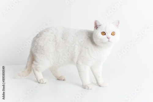 Fototapeta White British Shorthair cat with orange eyes walks on a plain surface in a bright room during daytime