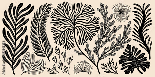 Vintage botanical illustration featuring diverse black and white plant arrangements