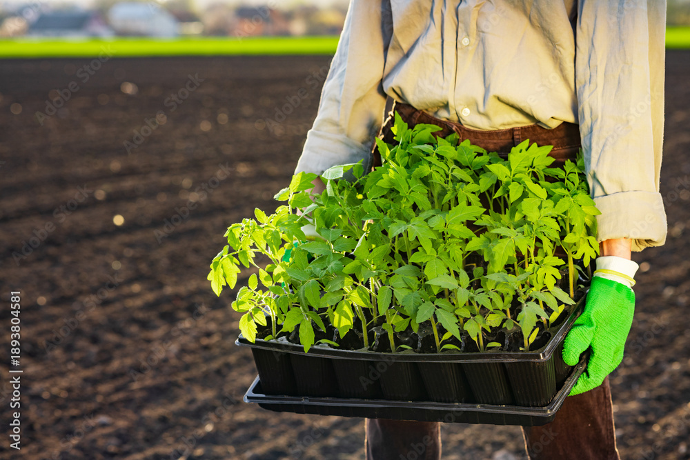 Fototapeta premium Gardener holding tomato seedlings tray outdoors for seasonal planting farming