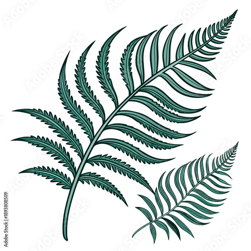 Green fern leaves illustration