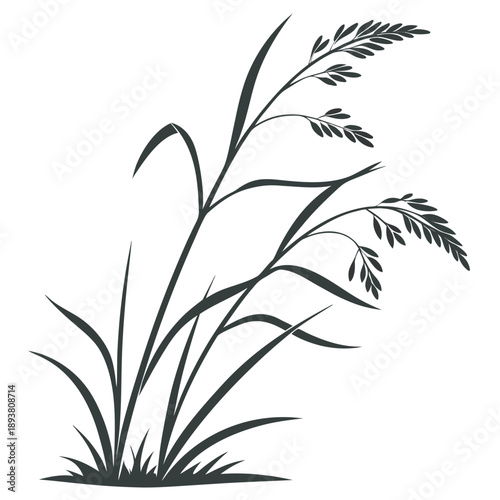 Grass silhouette in natural setting