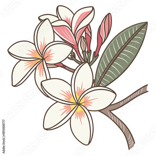 Delicate white frangipani blossoms