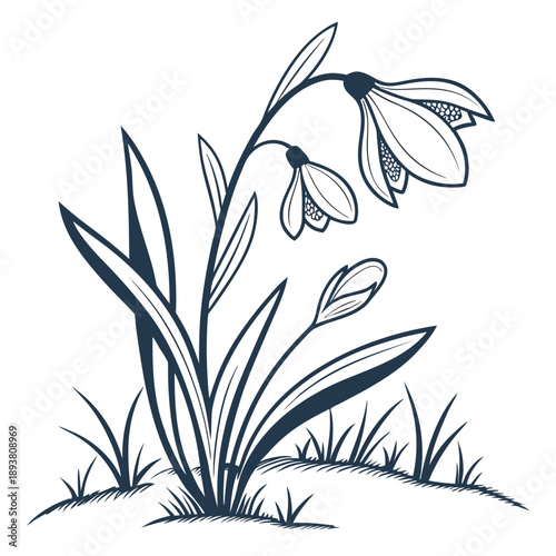 Delicate snowdrop blooms in grass