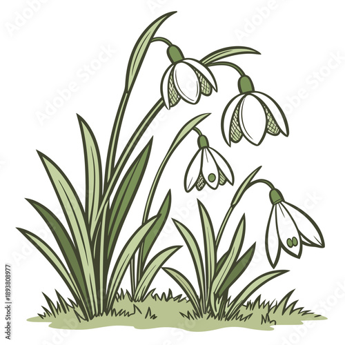 Illustration of snowdrops in a garden