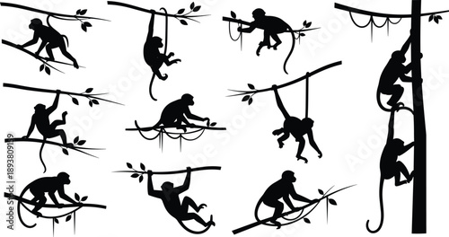 Black monkey silhouette set with primate icons climbing and hanging on jungle tree branches for wildlife nature and tropical zoo design elements