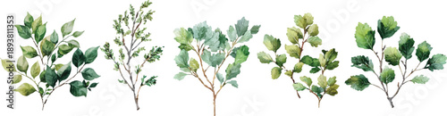 green grass isolated on white