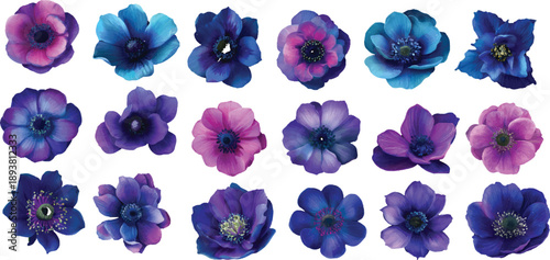 set of blue iris flowers