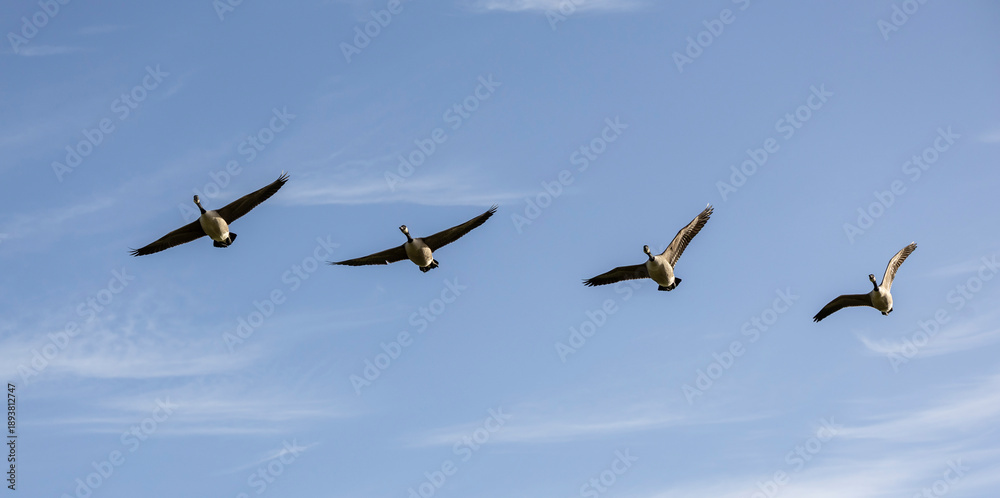 Obraz premium Four Geese Flying in Clear Blue Sky, Graceful V-Formation Across Open Space Above Fields