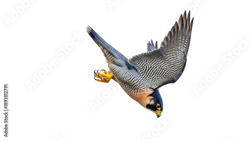 Foto Isolated Peregrine Falcon dives gracefully with impressive feathers and sharp ta
