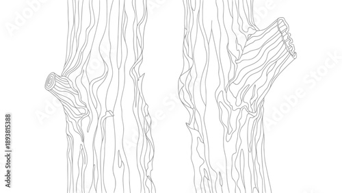 Detailed illustration of tree trunks with branches