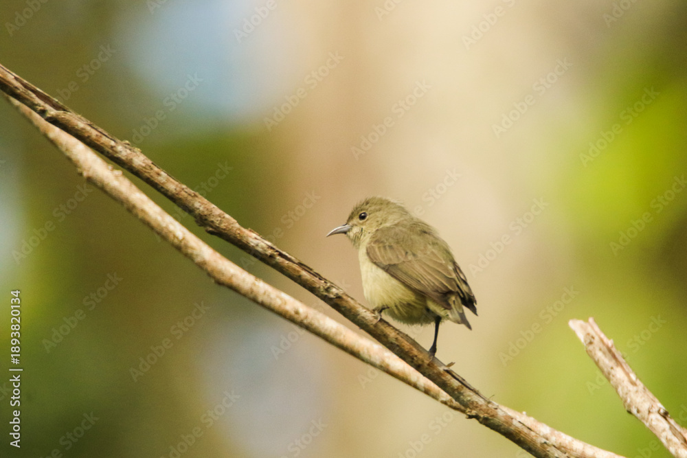 Obraz premium Brown Breasted Flycatcher Perched on Forest Branch in Sri Lanka, Small Tropical Songbird Wildlife Portrait