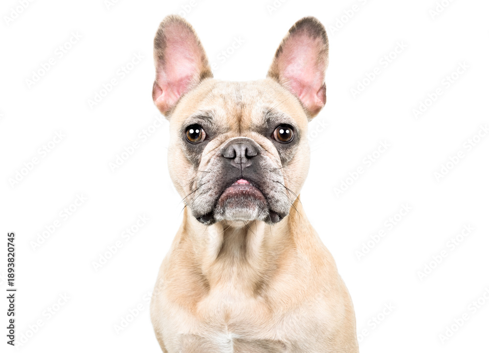 Obraz premium Portrait of a cute fawn French bulldog, closeup, isolated on white background