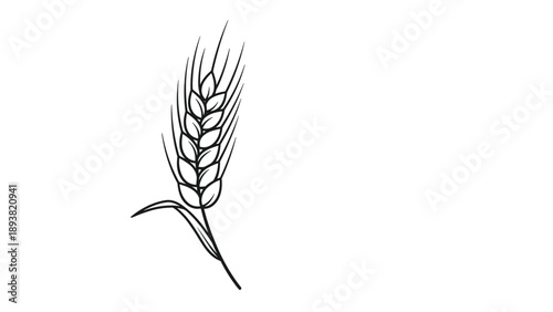A simple and elegant black and white line art illustration of a single stalk of wheat, symbolizing harvest and agriculture.