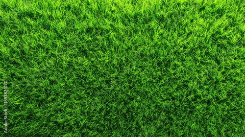 Wallpaper Mural Bright, fresh grass stretches endlessly across the park, shimmering under the warm afternoon sun. Its vibrant green color promises fun and relaxation for all who visit Torontodigital.ca