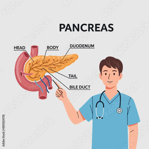Doctor Explaining Pancreas Anatomy with Duodenum and Bile Duct Illustration