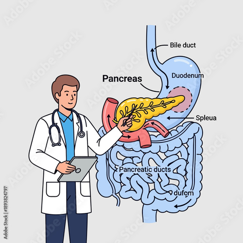 Doctor Explains Pancreas Anatomy and Digestive System with Diagram