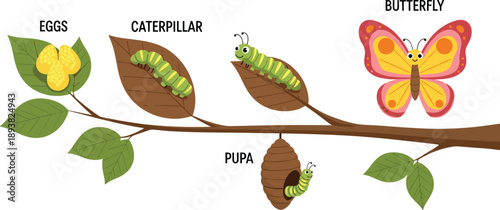 Educational Vector Illustration Of The Butterfly Life Cycle Including Eggs On Leaves Caterpillar Pupa In Cocoon And Colorful Flying Butterfly For Science Design