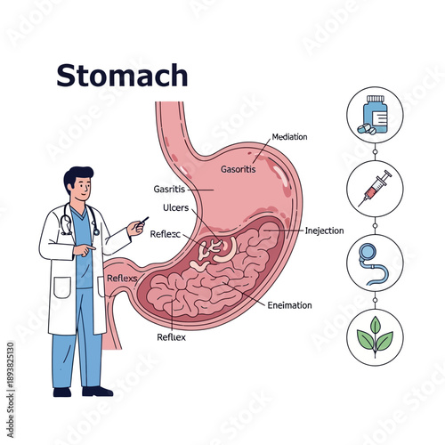 Doctor Explains Stomach Anatomy, Gastritis, Ulcers, and Treatment Options