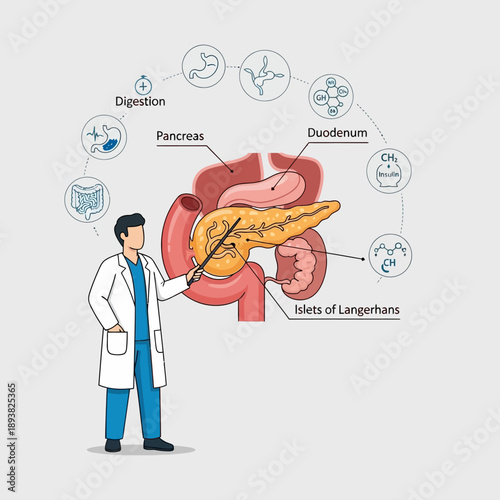 Doctor Explaining Pancreas Anatomy and Digestion Process with Islets of Langerhans