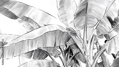 Detailed black and white sketch illustration of tropical banana leaves, artistic botanical drawing for natural design.