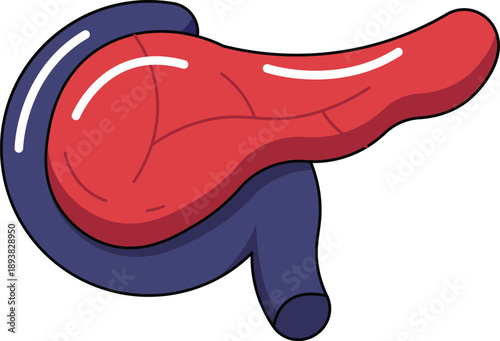 Human Pancreas Anatomy Illustration Flat Design
