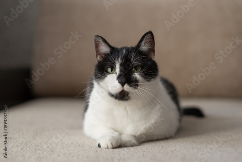 A black and white cat is lying comfortably on a couch, enjoying a peaceful moment in its cozy home environment.