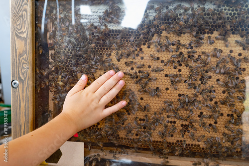 Cutaway view of a bee hive behind glass. A fascinating demonstration of the organized behavior of bees, observed on a frame