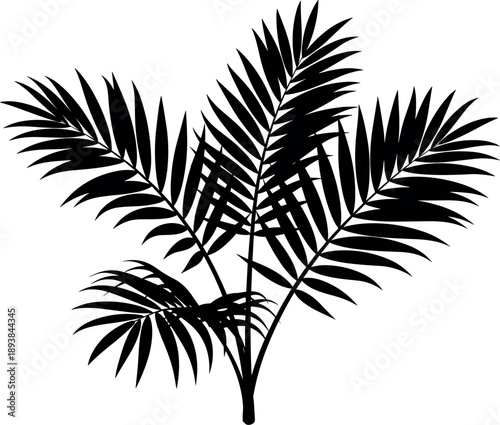 Silhouette of a small palm tree frond cluster, tropical foliage design element