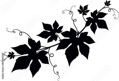 Grapevine branch silhouette with leaves and tendrils