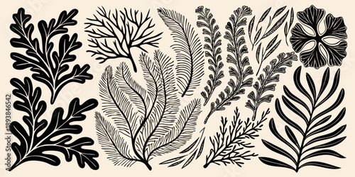 Vintage botanical illustration featuring various detailed fern and leaf designs