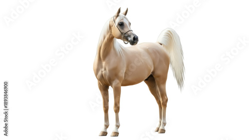 Photos Isolated Palomino horse standing calm side profile view in stable in a clean stu
